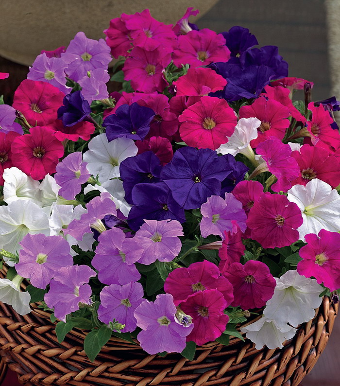 Петуния мини Пикобелла Микс